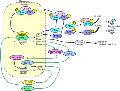 Time-of-Day-Dependent Physiological Responses to Meal and Exercise